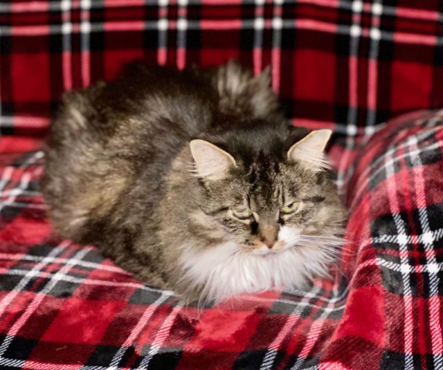 Beardie the Cat on a plaid couch.