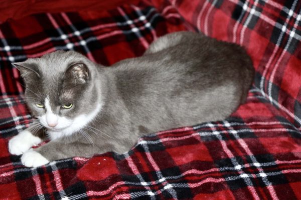Noe the Cat on a plaid couch.