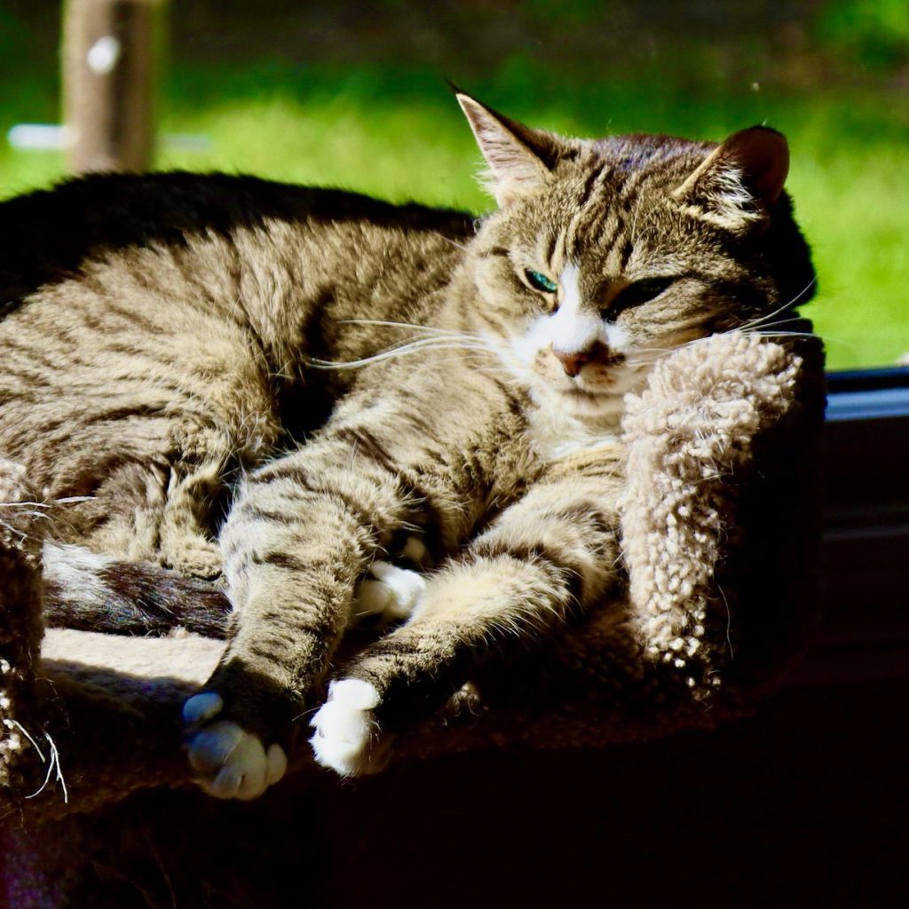 A cat in its circular cat bed.