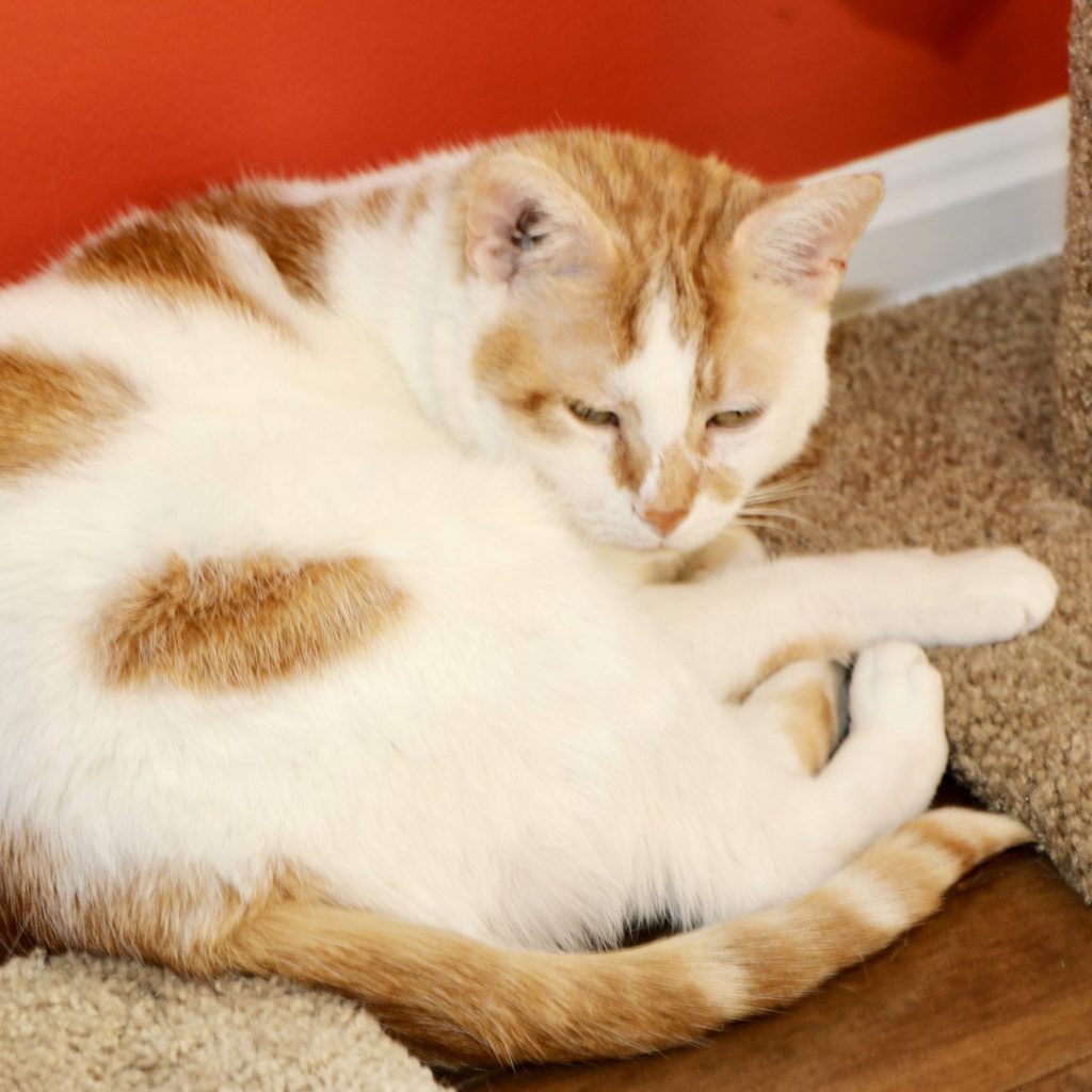 A white and orange cat beside a scratching post.