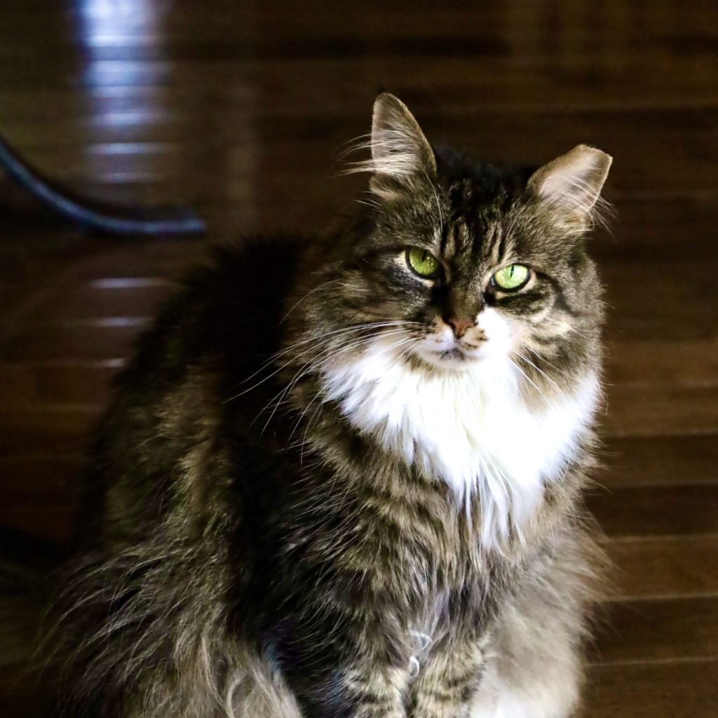 A cat named Beardie sitting on a wooden floor.
